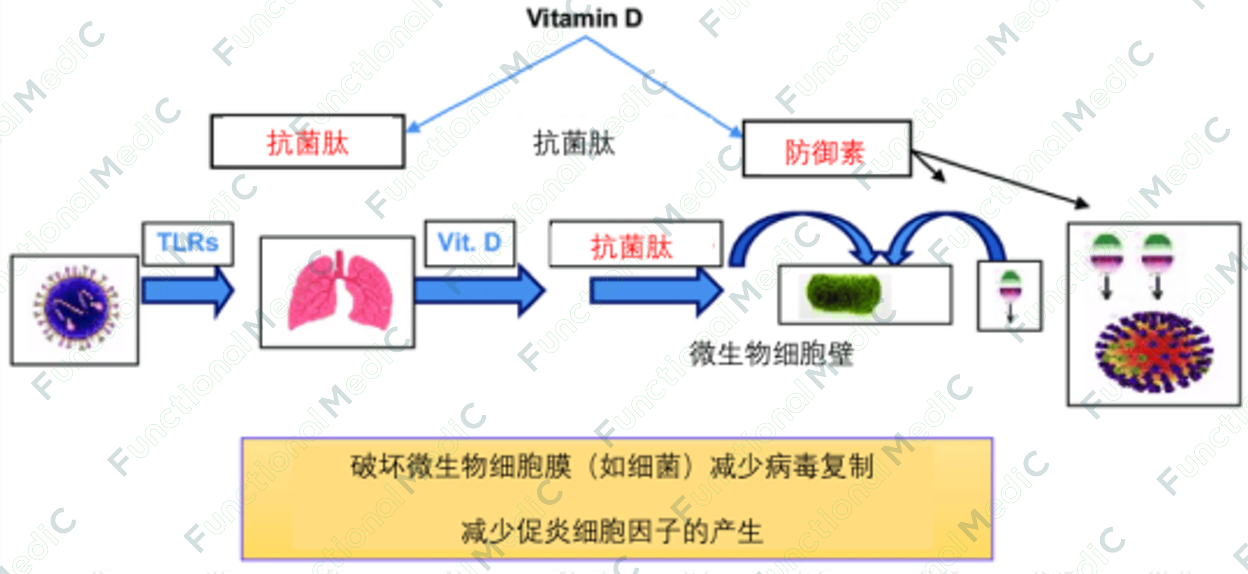 温故而知新专栏 | 病毒系列（5）：支持抗病毒的免疫营养调控功能医学策略（上）