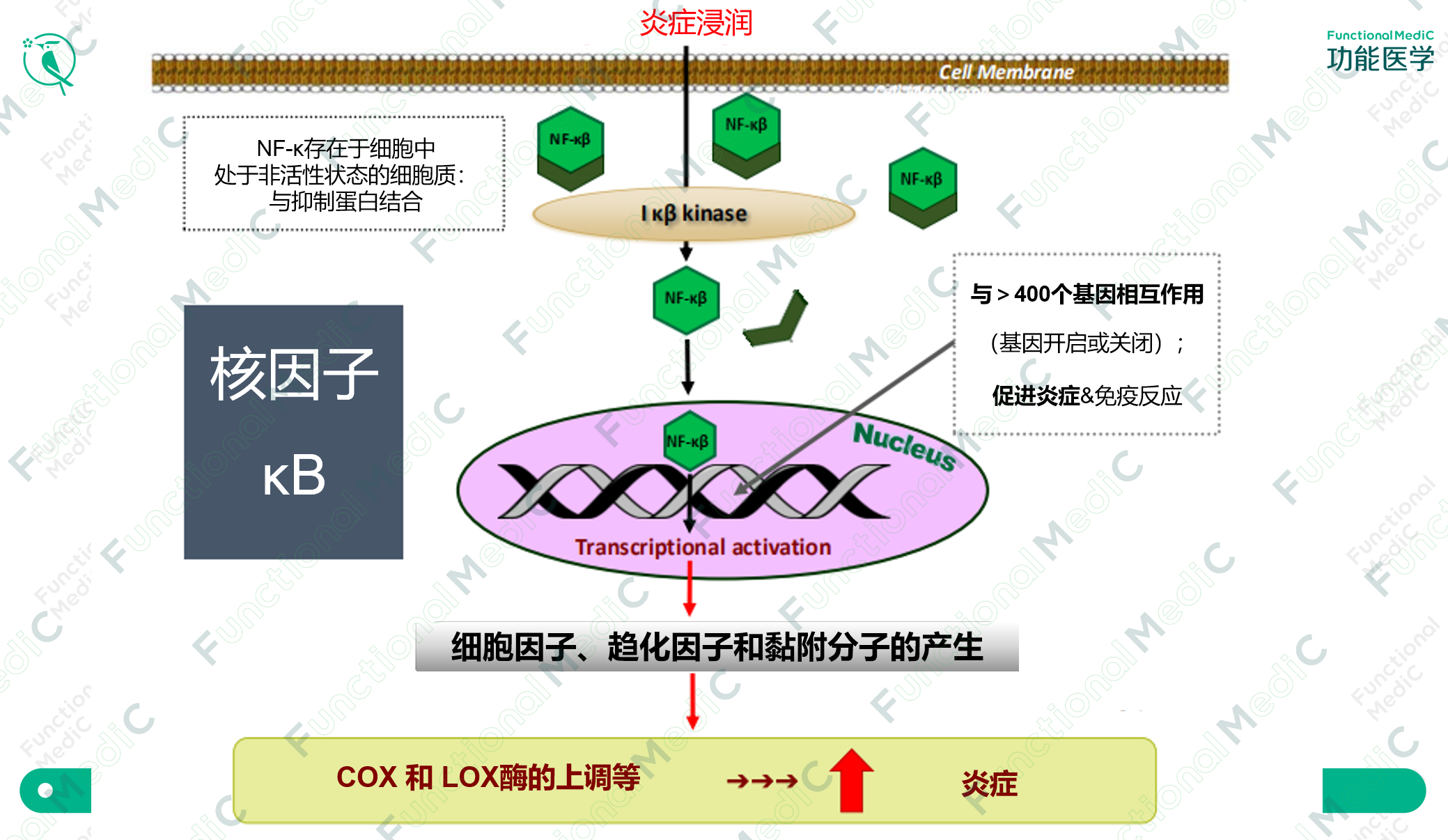 温故而知新专栏 | 病毒系列（4）：抑制病毒DNA/RNA复制