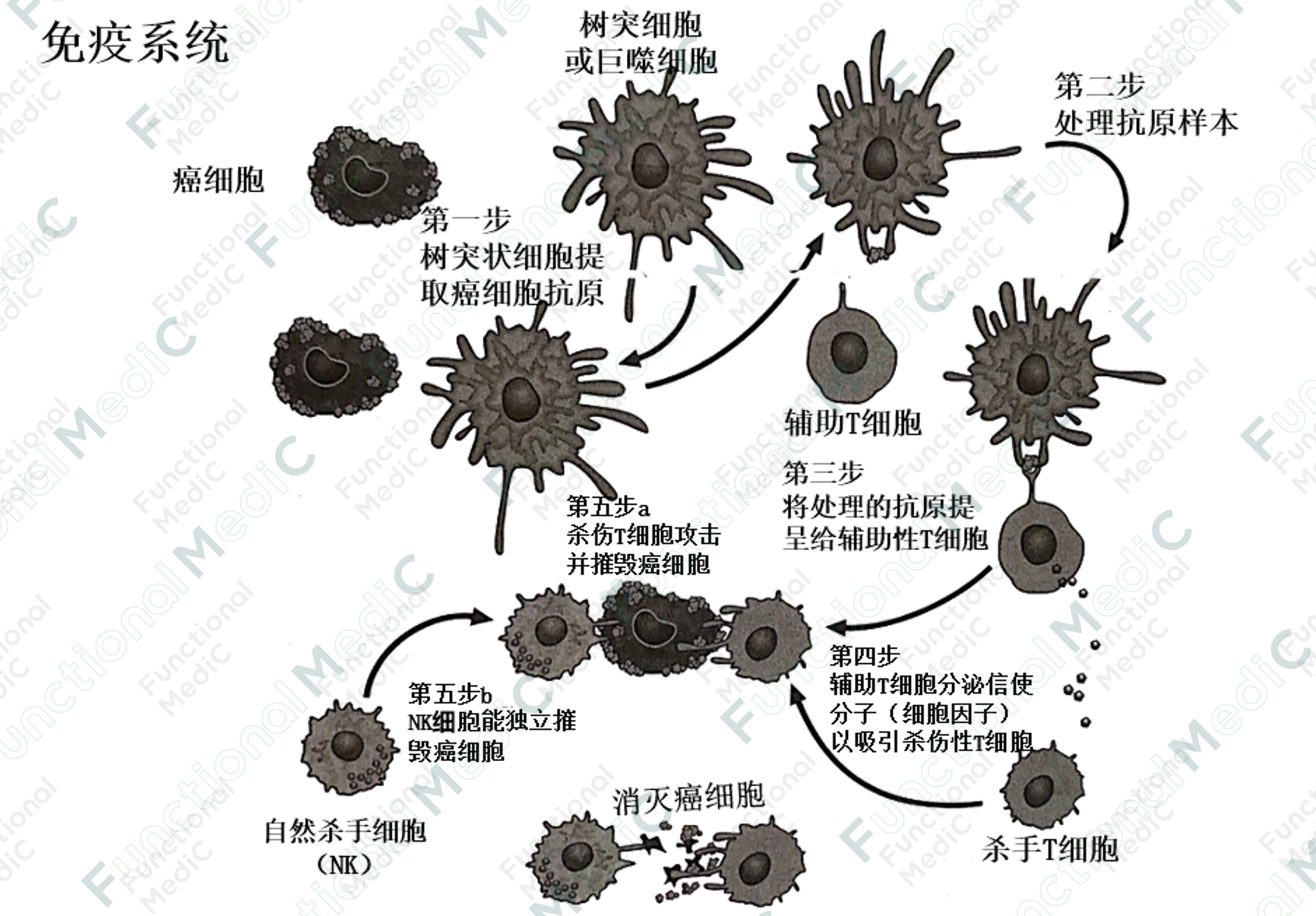 温故而知新专栏 | 免疫与癌症初探（上）——机制分析