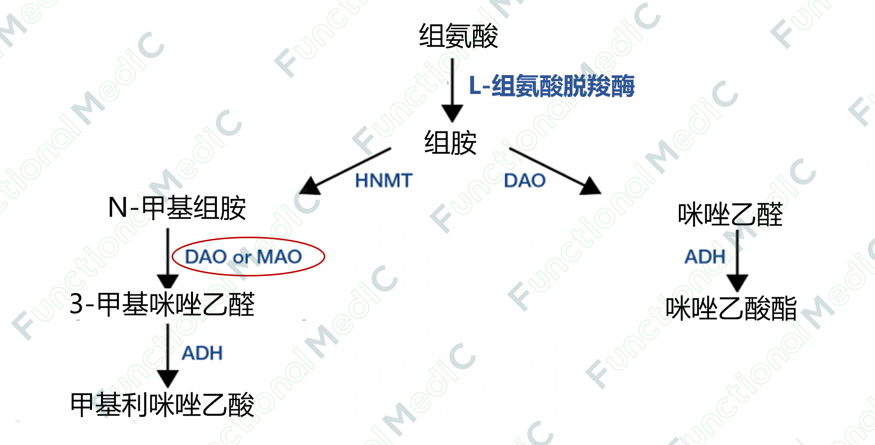 温故而知新专栏 | 功能医学特殊饮食计划（三）--低组胺饮食