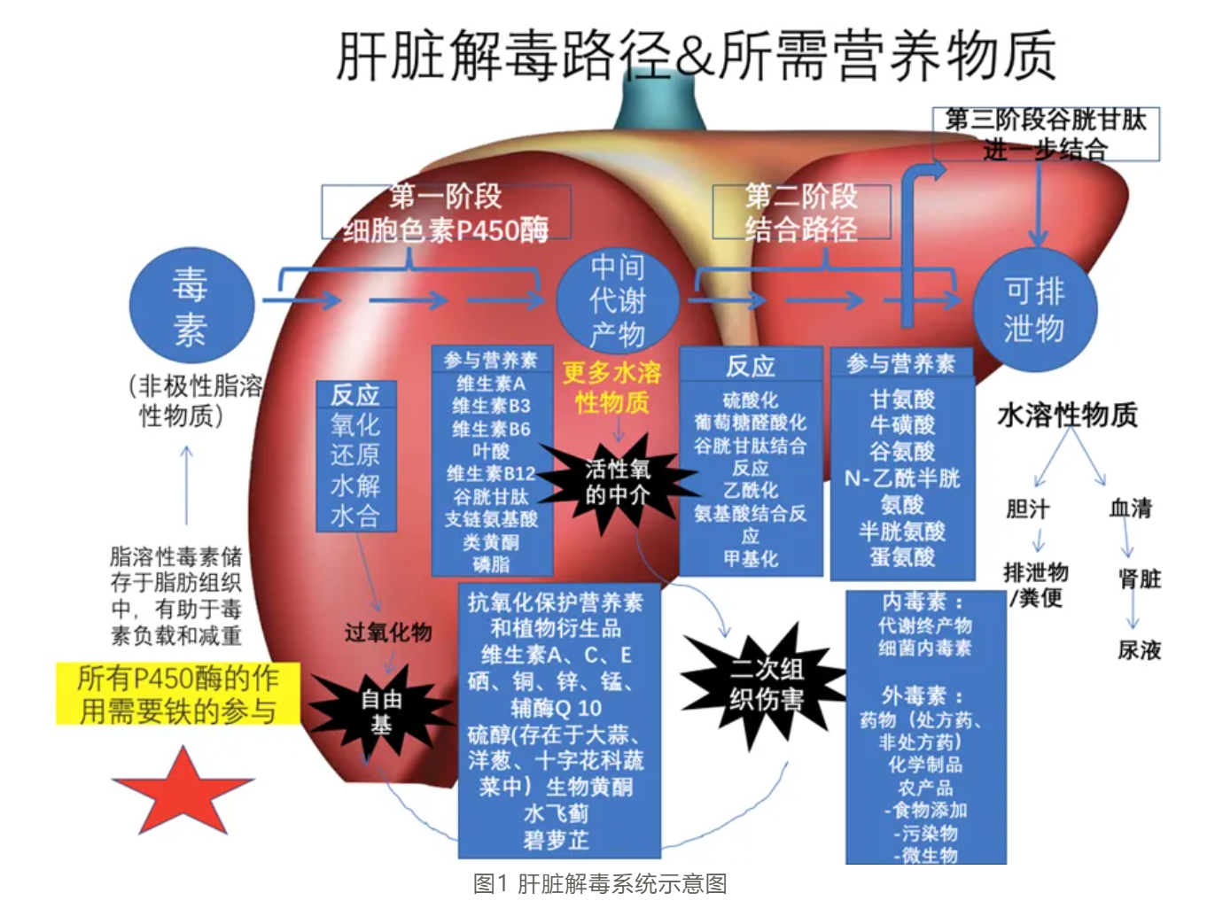 温故而知新专栏 | 解毒与生物转化失衡篇《机体毒素的来源和解毒系统》