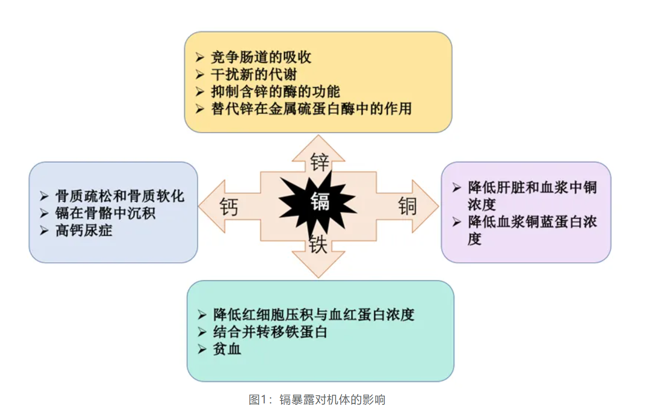 温故而知新专栏 | 解毒与生物转化失衡篇《毒素引发生理失衡的作用机制》