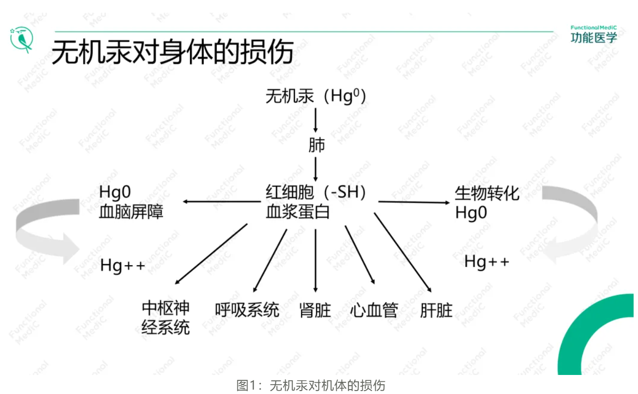 温故而知新专栏 | 解毒与生物转化失衡篇《汞合金牙清除的功能医学辅助干预》