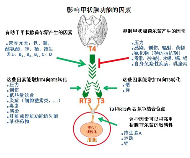 温故而知新专栏 | 功能医学个性化解决方案之桥本氏甲状腺炎案例分析