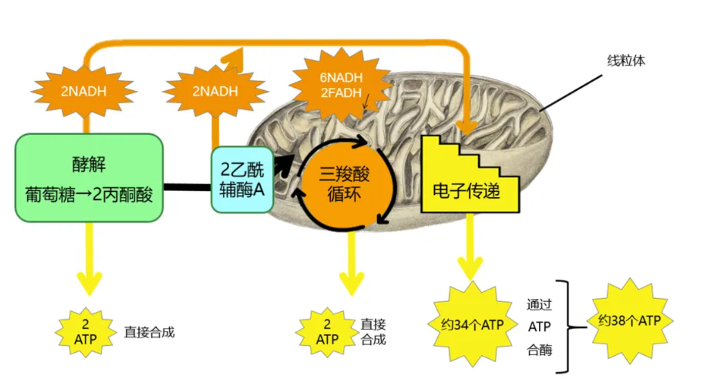 温故而知新专栏 | 功能医学七大生理平衡之能量平衡--线粒体功能与能量代谢（上）