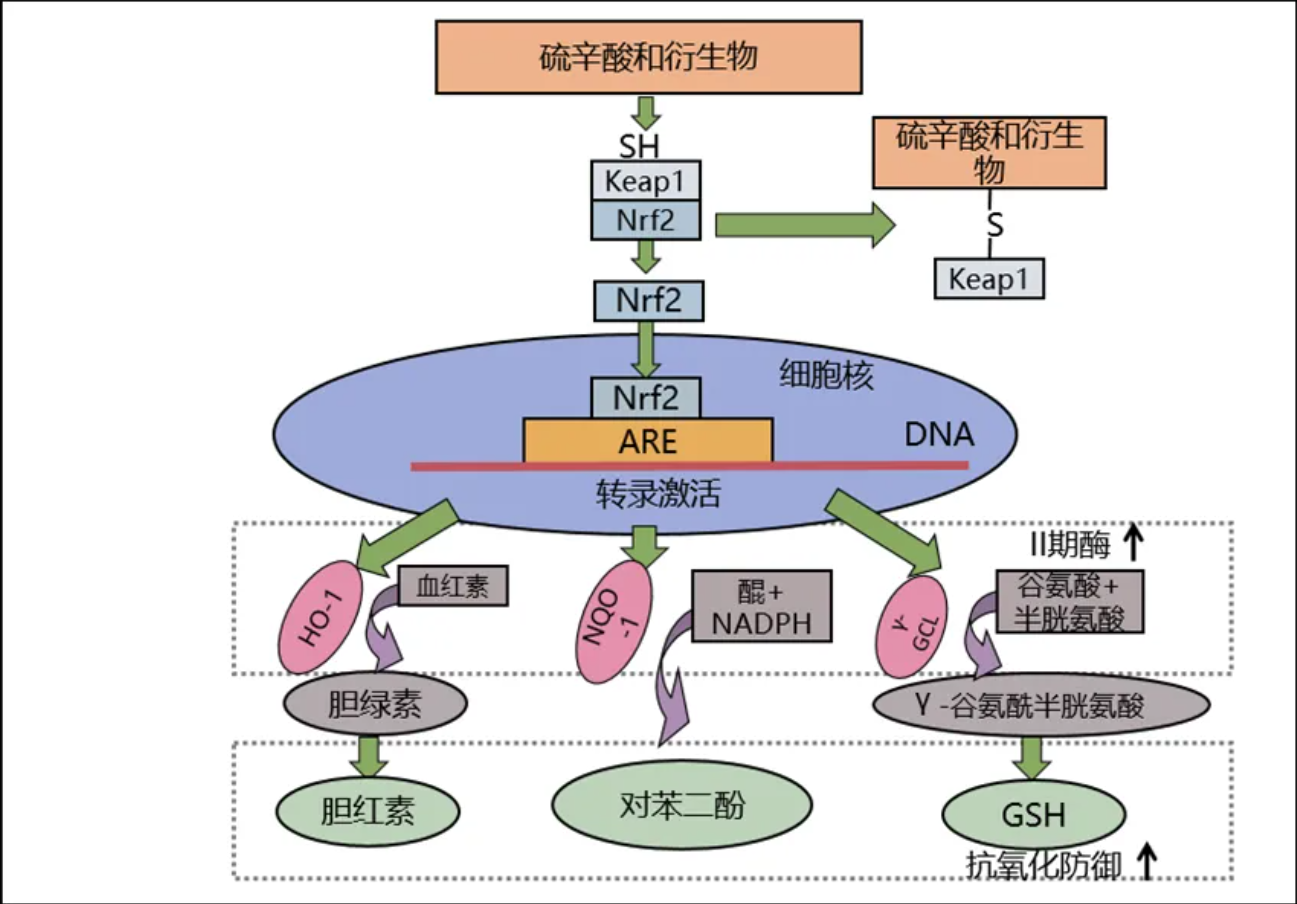 温故而知新专栏 | 功能医学七大生理平衡之能量平衡--线粒体功能与能量代谢（下）