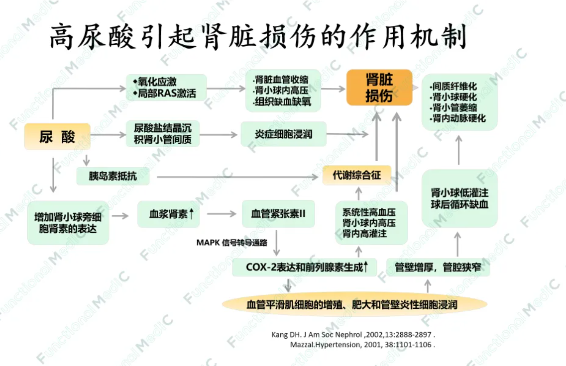 温故而知新专栏 | 高尿酸血症的功能医学干预