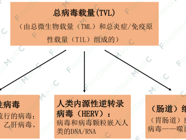 温故而知新专栏 | 病毒系列（2）：病毒感染与自身免疫疾病