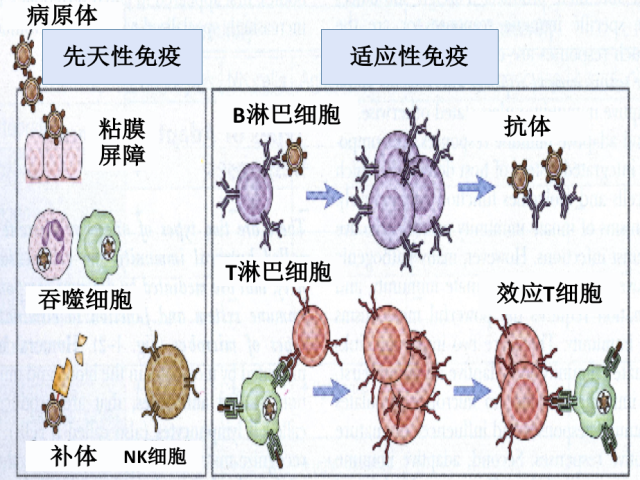 温故而知新专栏 | 免疫系统功能失衡机制