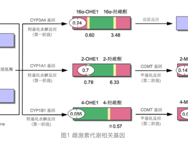 温故而知新专栏 | 解毒与生物转化失衡篇《肝脏解毒的生理过程》