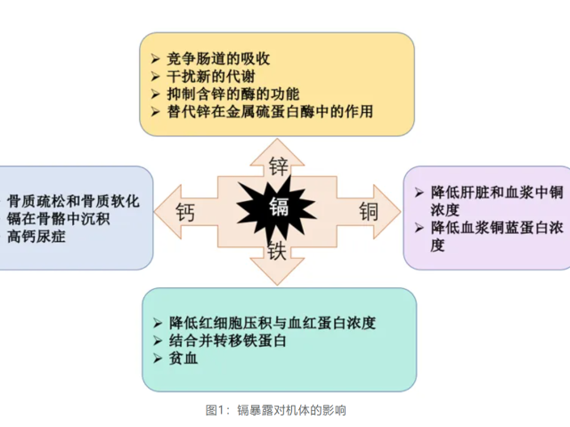 温故而知新专栏 | 解毒与生物转化失衡篇《毒素引发生理失衡的作用机制》