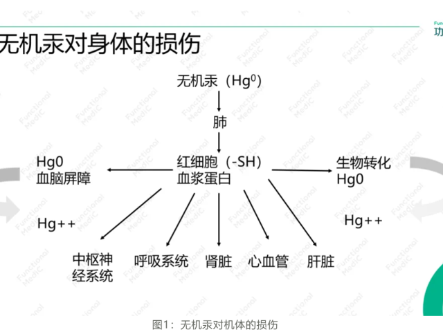 温故而知新专栏 | 解毒与生物转化失衡篇《汞合金牙清除的功能医学辅助干预》