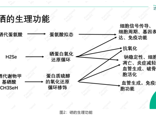 温故而知新专栏 | 解毒与生物转化失衡篇《微量元素与重金属对甲状腺和生育功能的影响及功能医学干预》