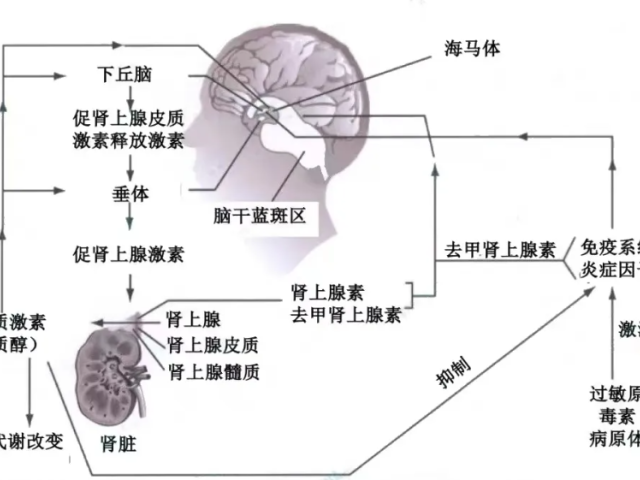 温故而知新专栏 | 压力应激-焦虑抑郁-失眠“三步曲”--功能医学辅助干预压力应激引发的生理失衡