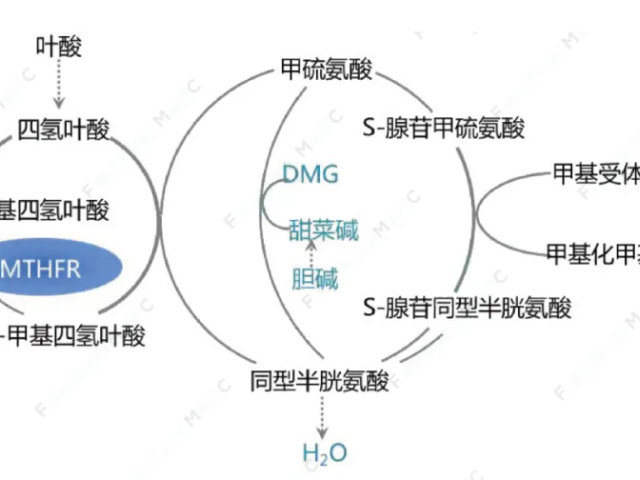 温故而知新专栏 | 心血管疾病预警指标之同型半胱氨酸和铁蛋白