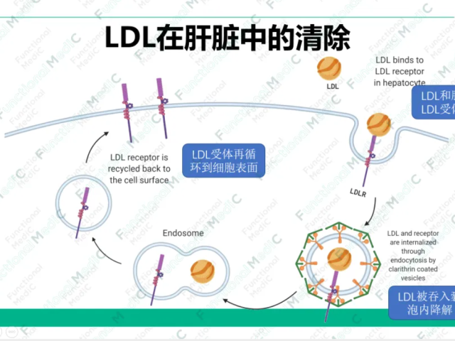 温故而知新专栏 | 血脂异常和动脉硬化的功能医学干预（上）